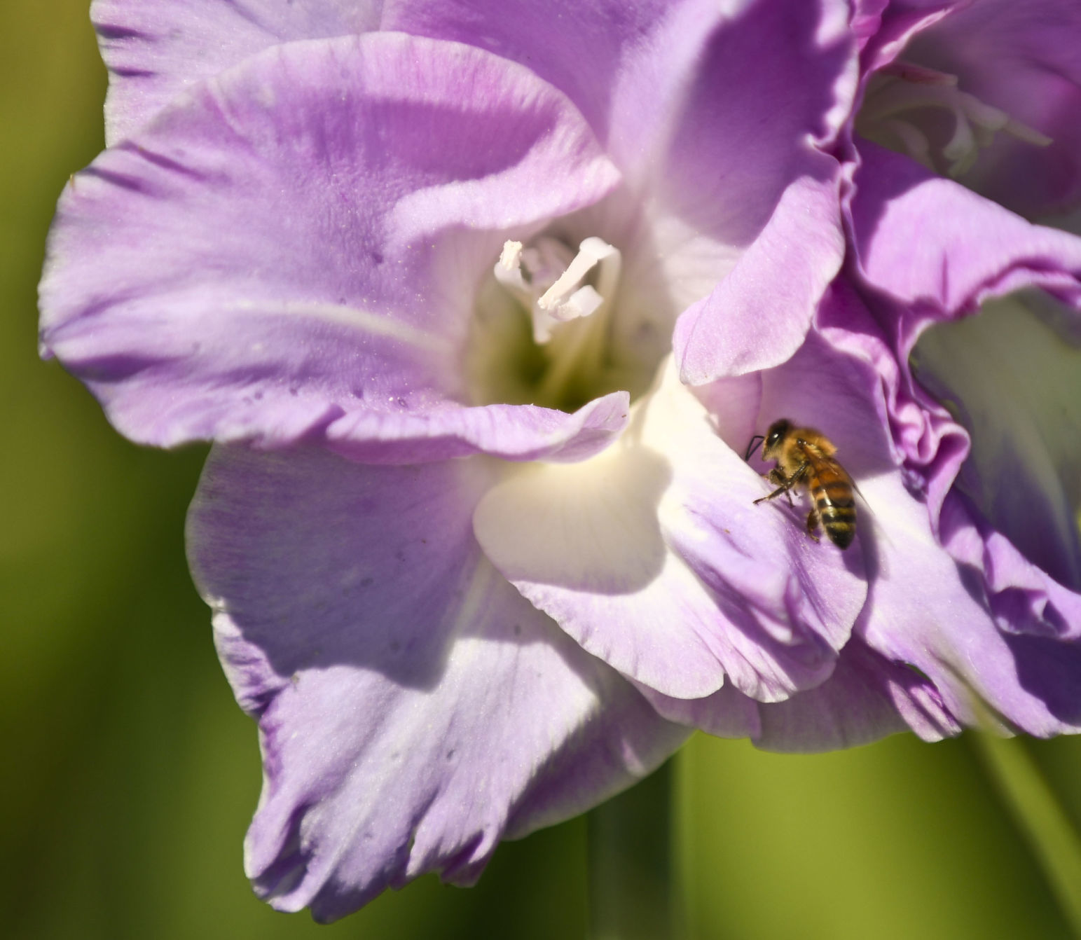 072319 Gladiolas weather 04.jpg